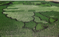 田んぼアート