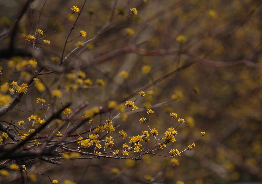 春の風に乗って