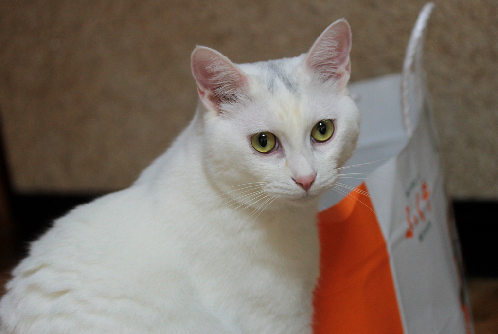 cat's-eye