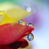 心海ＤＲＯＰＳ