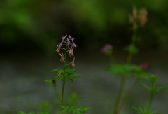 森の中、ひっそりと咲いていました。