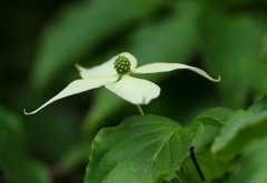 ハナミズキの花が終わった後には・・・・