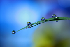 心海ＤＲＯＰＳ　60