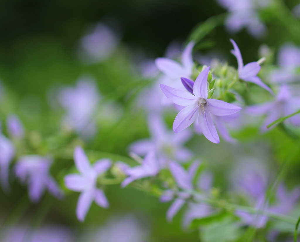 初夏に咲く花