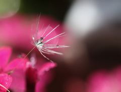 ピンブローチにいかが？