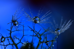 心海ＤＲＯＰＳ