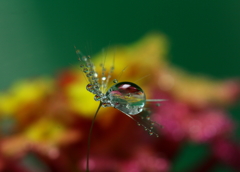 ランタナｌｏｖｅ