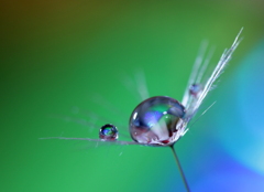 心海ＤＲＯＰＳ　50（分かち合い）