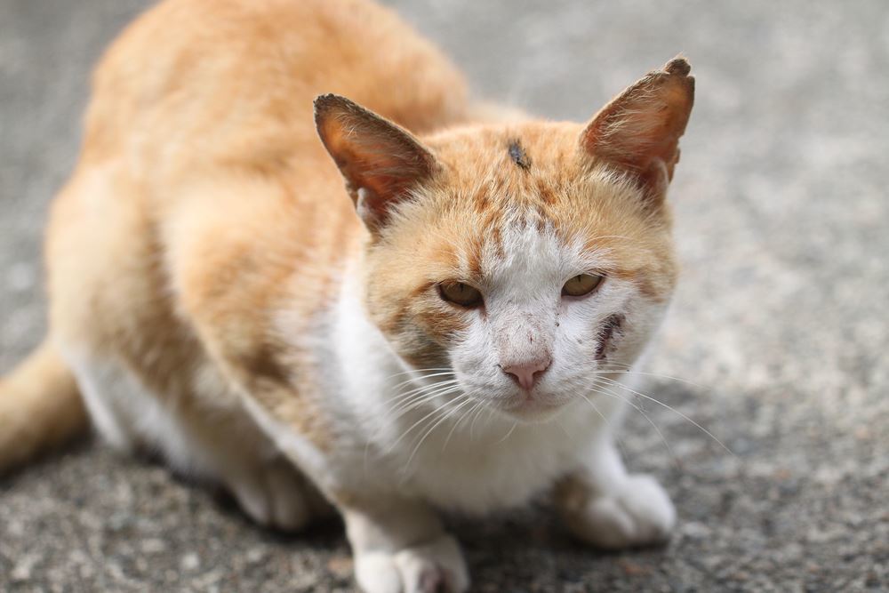 傷だらけのボス