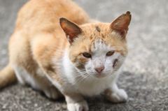 傷だらけのボス