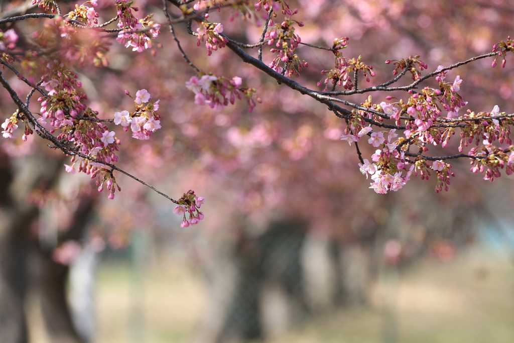 桜並木　（河津桜）