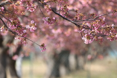 桜並木　（河津桜）