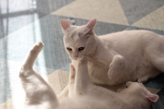 あそんでよ～