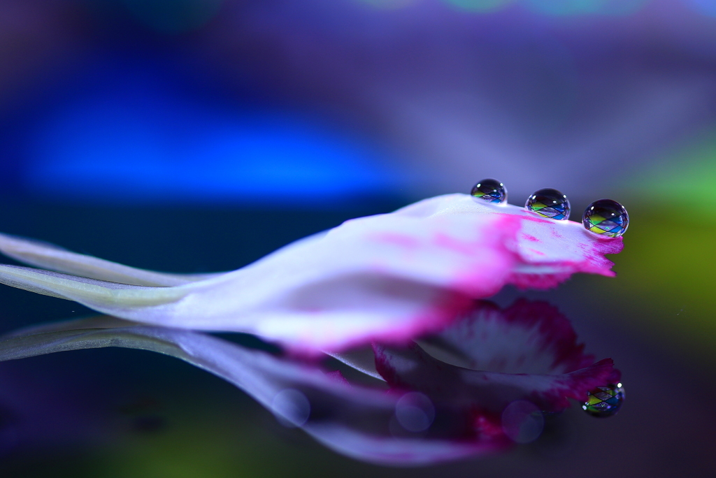 心海ｄｒｏｐｓ