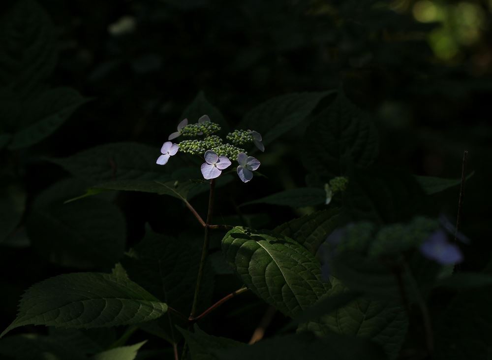 雨待つ紫陽花