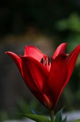 我が家の百合の花が咲きました。