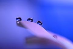 はごろも