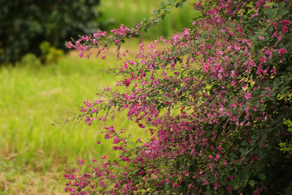 萩の花咲くころ