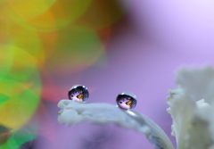 心海ＤＲＯＰＳ　21
