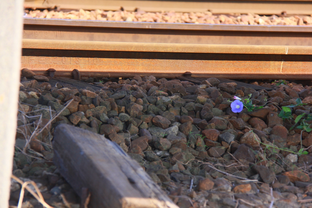 花は花は～花は咲く♪