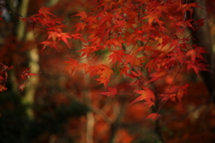 晩秋の紅葉（初冬）
