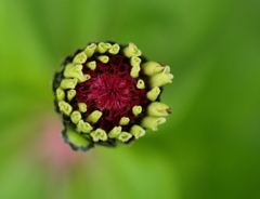 蕾