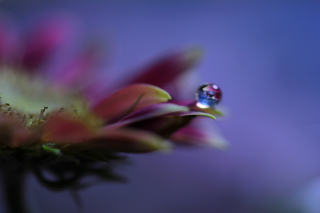 水玉の中の水玉