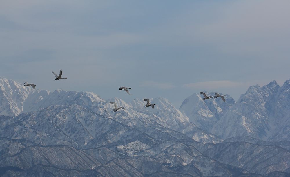 立山連峰に白鳥の舞う