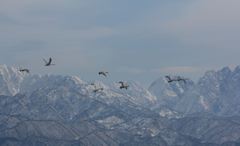 立山連峰に白鳥の舞う