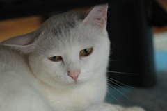 ペロ