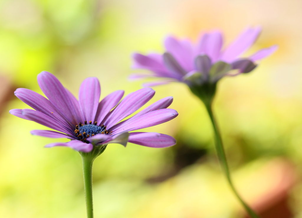 my　ワンダーランド