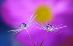 心海DROPS・・・秋桜