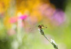 花の楽園のトンボ君