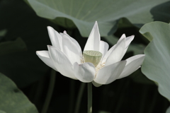 蓮の花