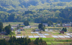 かぼちゃ君～♪