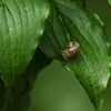 カタツムリの赤ちゃん