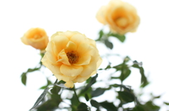 ミニ薔薇