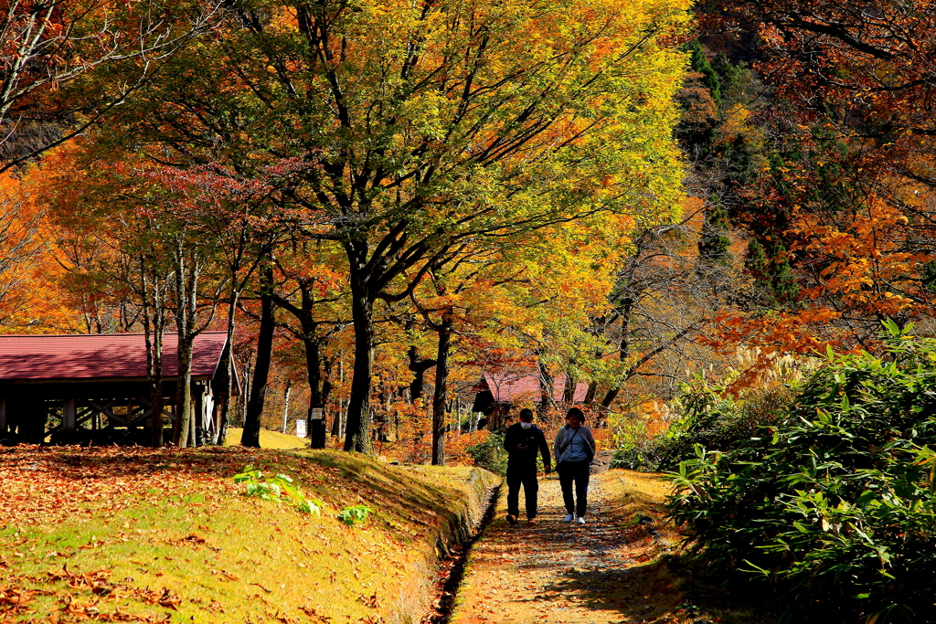 紅葉刈り