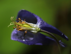 はなびらが散り始めました。（オダマキの花）