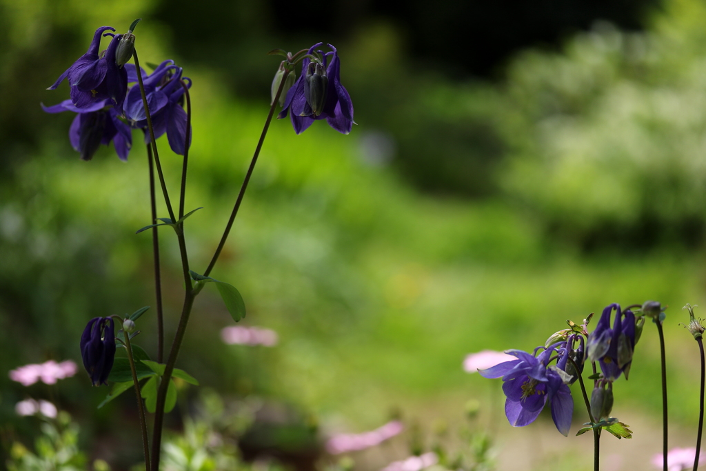 庭にオダマキが咲きました。