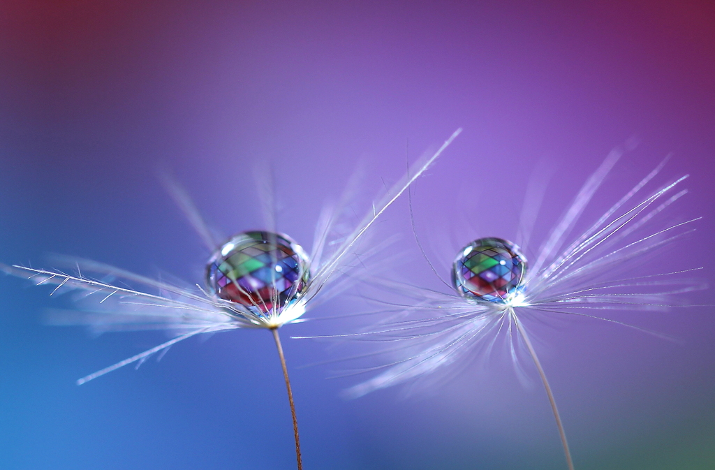 心海ＤＲＯＰＳ