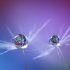心海ＤＲＯＰＳ