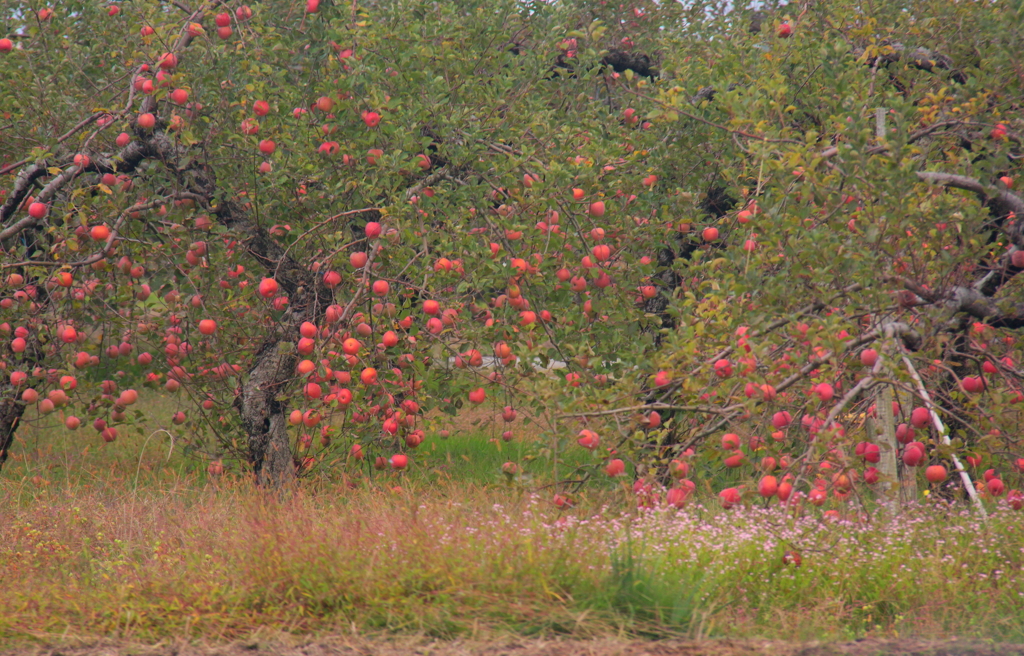 林檎の木の下で♪