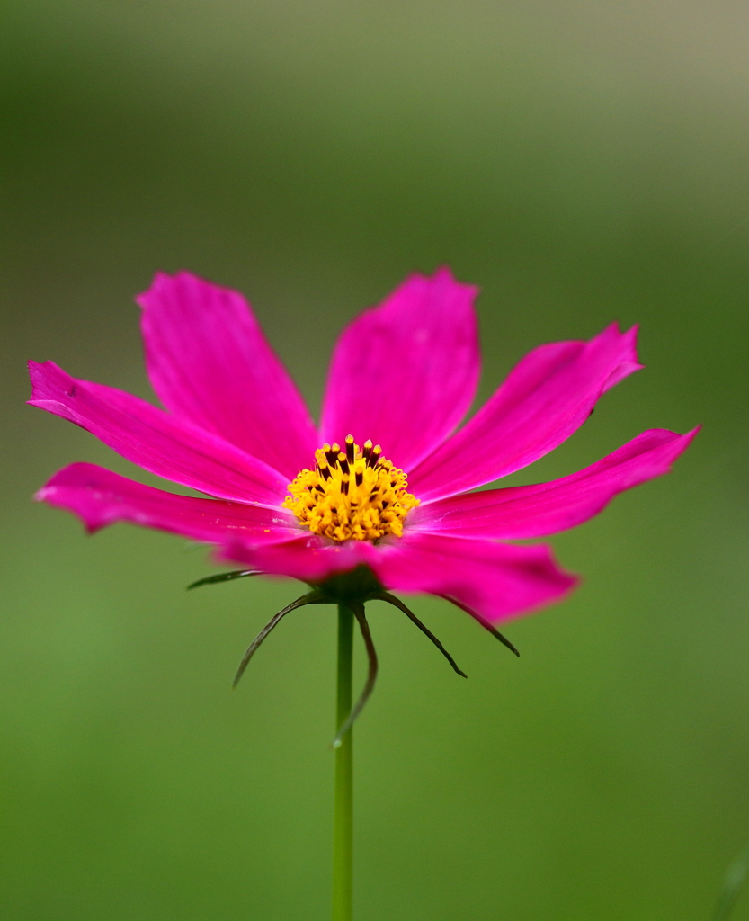 秋桜