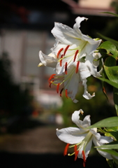 我が家の満開（カサブランカ）
