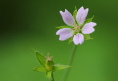 グリーンパワー