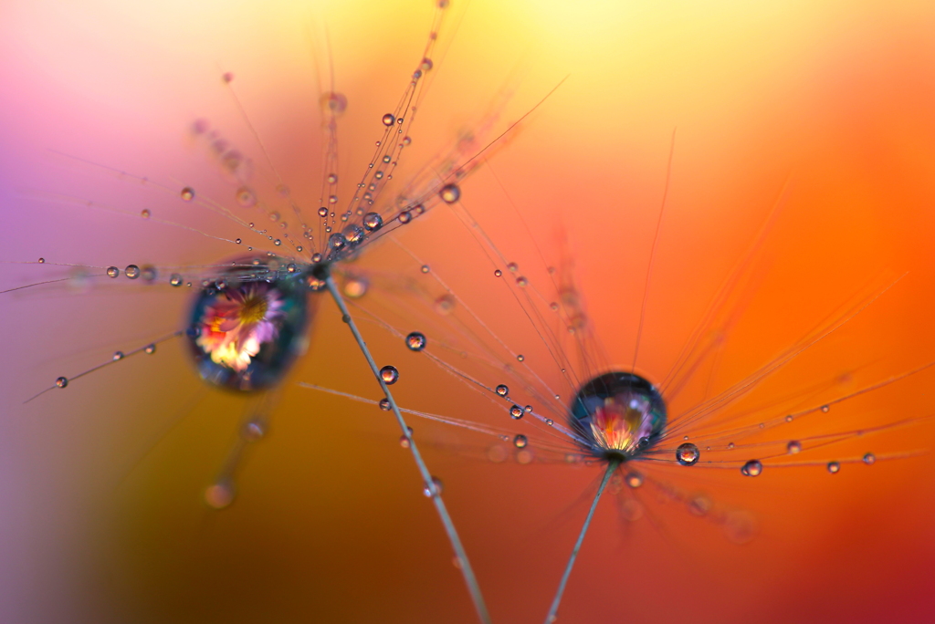 心海ＤＲＯＰＳ