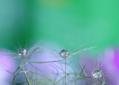 心海ＤＲＯＰＳ・・・