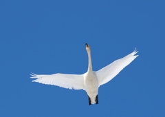青空に白鳥