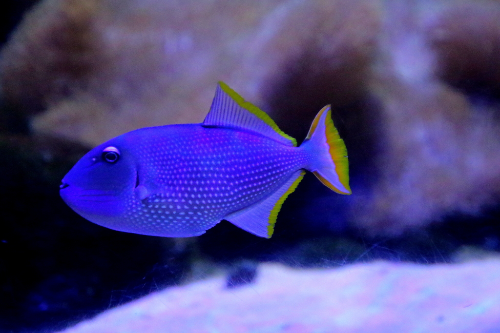 青い魚